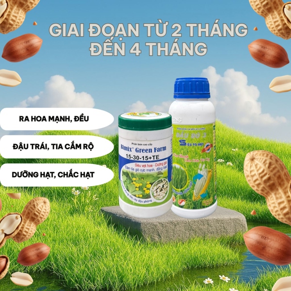 Giai đoạn 2: cắm tia rộ, dưỡng hạt cho đậu phộng (lạc)