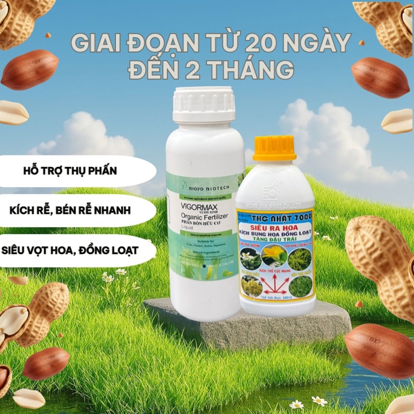 Giai đoạn 1- Kích rễ, ra hoa đậu phộng (lạc)