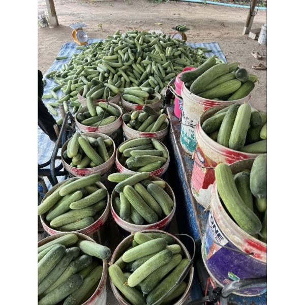 Hạt giống dưa chuột nếp mùa hè Kita Thái Lan F1 (gói gieo thử)